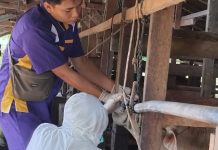 Belasan Sapi di Kota Pariaman Alami Gejala Penyakit Mulut dan Kuku (PMK)